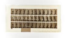 [Plate 430: negative for Animal Locomotion collotype]