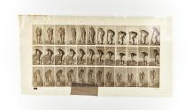 [Plate 433: negative for Animal Locomotion collotype]