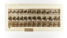 [Plate 436: negative for Animal Locomotion collotype]
