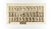 [Plate 439: negative for Animal Locomotion collotype]