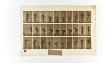[Plate 440: negative for Animal Locomotion collotype]