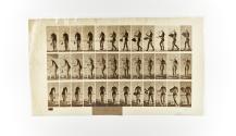 [Plate 441: negative for Animal Locomotion collotype]