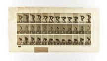 [Plate 442: negative for Animal Locomotion collotype]