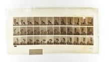 [Plate 449: negative for Animal Locomotion collotype]