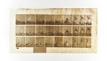 [Plate 455: negative for Animal Locomotion collotype]