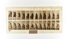 [Plate 457: negative for Animal Locomotion collotype]