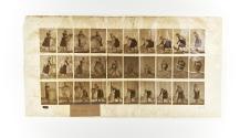 [Plate 458: negative for Animal Locomotion collotype]