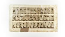 [Plate 460: negative for Animal Locomotion collotype]