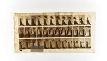 [Plate 461: negative for Animal Locomotion collotype]