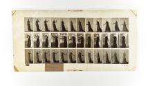 [Plate 462: negative for Animal Locomotion collotype]