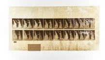 [Plate 464: negative for Animal Locomotion collotype]