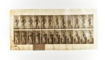 [Plate 468: negative for Animal Locomotion collotype]