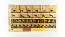 [Plate 471: negative for Animal Locomotion collotype]