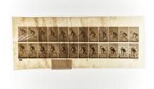 [Plate 472: negative for Animal Locomotion collotype]