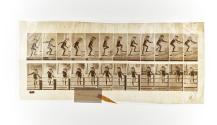 [Plate 473: negative for Animal Locomotion collotype]