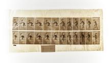 [Plate 474: negative for Animal Locomotion collotype]