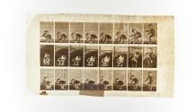 [Plate 477: negative for Animal Locomotion collotype]
