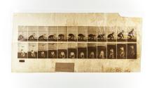 [Plate 479: negative for Animal Locomotion collotype]