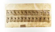 [Plate 480: negative for Animal Locomotion collotype]