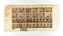 [Plate 485: negative for Animal Locomotion collotype]