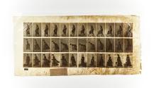 [Plate 487: negative for Animal Locomotion collotype]