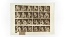 [Plate 564: negative for Animal Locomotion collotype]