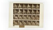 [Plate 568: negative for Animal Locomotion collotype]