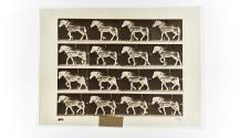 [Plate 569: negative for Animal Locomotion collotype]