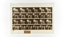 [Plate 570: negative for Animal Locomotion collotype]