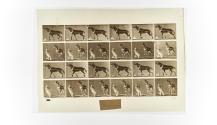 [Plate 573: negative for Animal Locomotion collotype]
