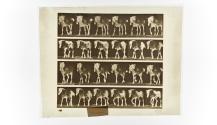 [Plate 575: negative for Animal Locomotion collotype]