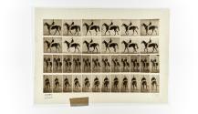[Plate 579: negative for Animal Locomotion collotype]