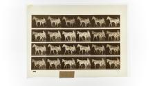 [Plate 587: negative for Animal Locomotion collotype]