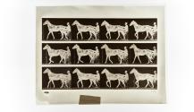 [Plate 588: negative for Animal Locomotion collotype]