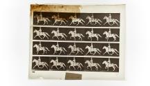 [Plate 591: negative for Animal Locomotion collotype]