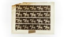 [Plate 597: negative for Animal Locomotion collotype]