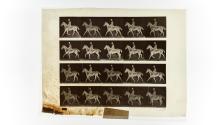 [Plate 598: negative for Animal Locomotion collotype]