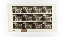 [Plate 565: negative for Animal Locomotion collotype]