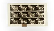 [Plate 565: negative for Animal Locomotion collotype]