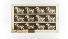 [Plate 567: negative for Animal Locomotion collotype]