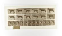 [Plate 571: negative for Animal Locomotion collotype]