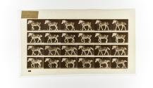[Plate 574: negative for Animal Locomotion collotype]