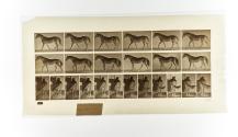 [Plate 576: negative for Animal Locomotion collotype]