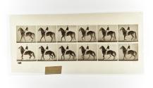 [Plate 577: negative for Animal Locomotion collotype]