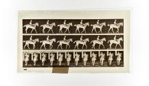 [Plate 580: negative for Animal Locomotion collotype]