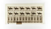 [Plate 581: negative for Animal Locomotion collotype]