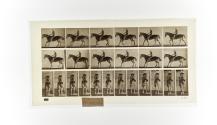 [Plate 582: negative for Animal Locomotion collotype]