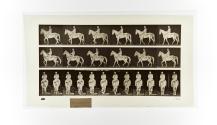 [Plate 584: negative for Animal Locomotion collotype]