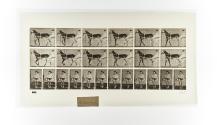 [Plate 585: negative for Animal Locomotion collotype]