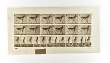 [Plate 586: negative for Animal Locomotion collotype]